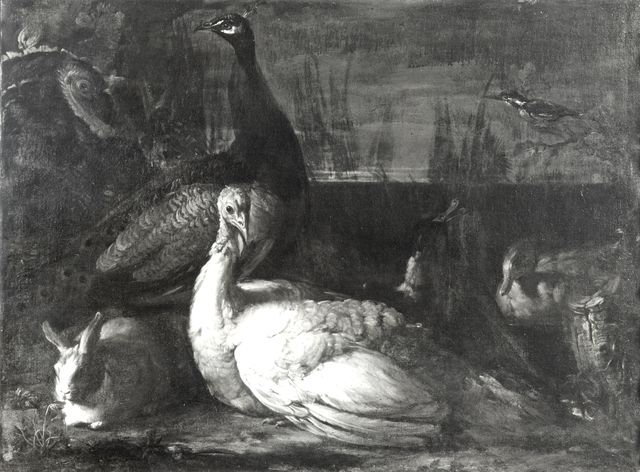 C.N.B. — Vitali Candido - sec. XVIII - Coniglio, tacchino, pavone e uccelli — insieme